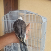 Calopsite allevato a mano