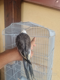 Calopsite allevato a mano