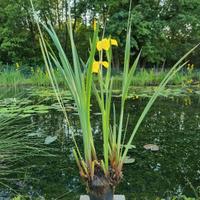 Pianta acquatica per laghetto