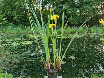 Pianta acquatica per laghetto