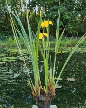 Pianta acquatica per laghetto