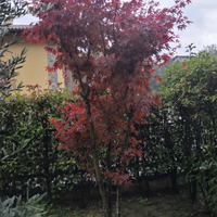 Alberi di acero, ulivo e pino argentato