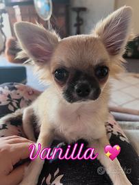 Chihuahua cuccioli pedigree italiano
