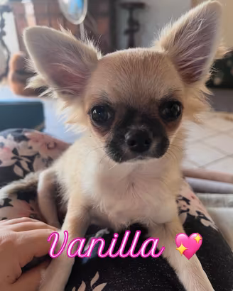Chihuahua cuccioli pedigree italiano