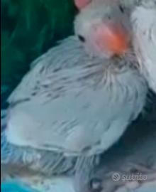 Parrocchetto dal collare blu