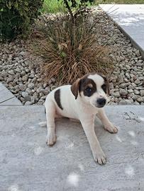 Cucciolo Maschio di cane Meticcio
