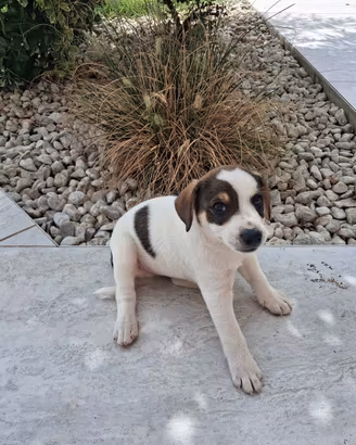 Cucciolo Maschio di cane Meticcio
