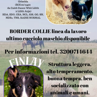 Border collie cuccioli