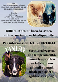 Border collie cuccioli