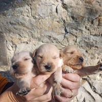 Golden Retriever Angloamericane con Pedigree Enci