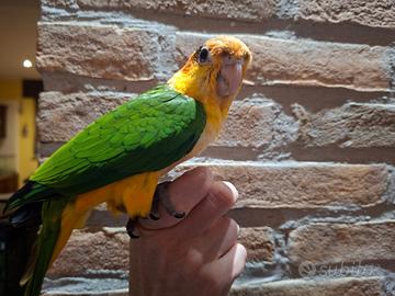 Caicco testa gialla