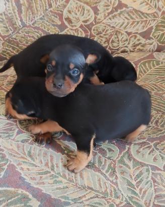 Cani Pincher