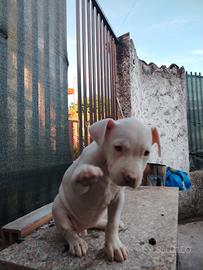 Pitbull ukc