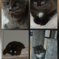 Gattini siberiani con pedigree