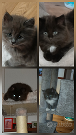 Gattini siberiani con pedigree