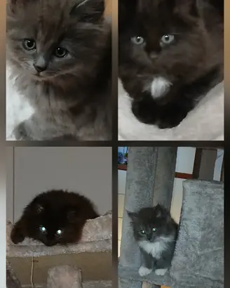 Gattini siberiani con pedigree
