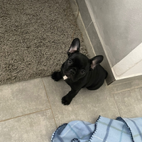 Bulldog francese