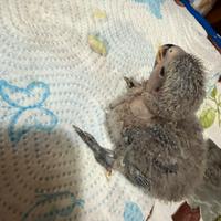 Inseparabile da imbecco blu