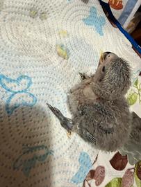 Inseparabile da imbecco blu