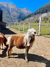 Pony femmina