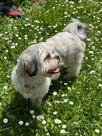Cuccioli di shih tzu