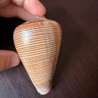 Conchiglia conis sud africa