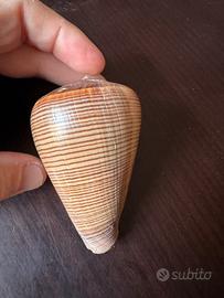 Conchiglia conis sud africa