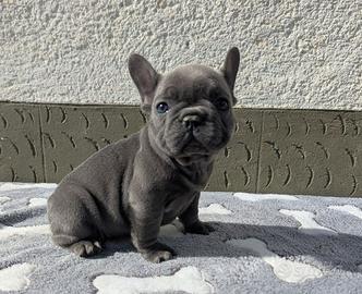 Bulldog francesi merle tan
