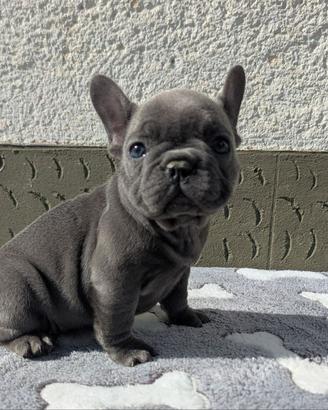 Bulldog francesi merle tan
