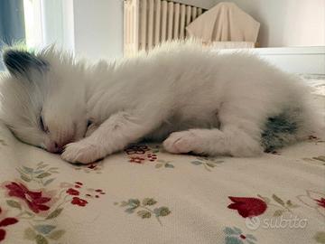 Cuccioli di ragdoll con pedigree