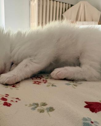 Cuccioli di ragdoll con pedigree