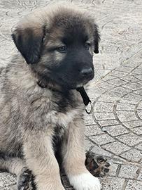 Cucciolo di pastore