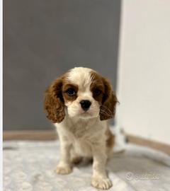 Cavalier king