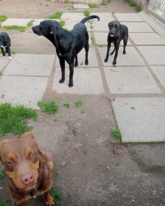 Cuccioli piccola taglia affido gratis
