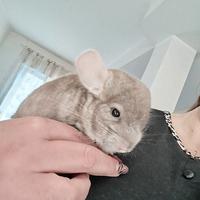 Cincila maschio 5 mesi