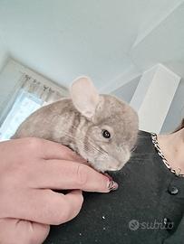 Cincila maschio 5 mesi