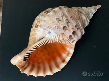 Conchiglia