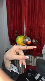 Inseparabile personata all.a mano