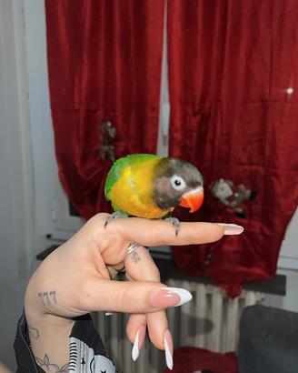 Inseparabile personata all.a mano