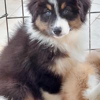 Cuccioloni australian shepherd