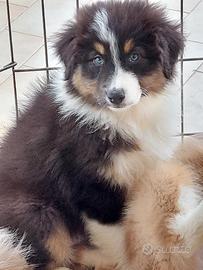 Cuccioloni australian shepherd