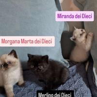 Cuccioli persiani Exotic shorthair disponibili