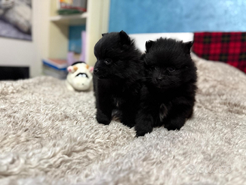 Cuccioli volpino Pomerania Spitz