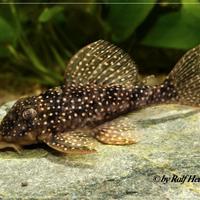 Gruppo riproduttivo di hypancistrus L136 b