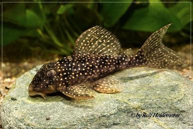 Gruppo riproduttivo di hypancistrus L136 b