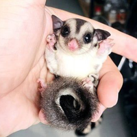 Petauro dello zucchero