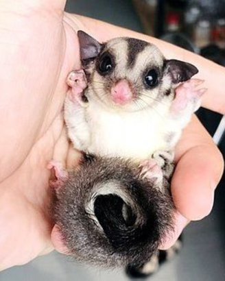 Petauro dello zucchero