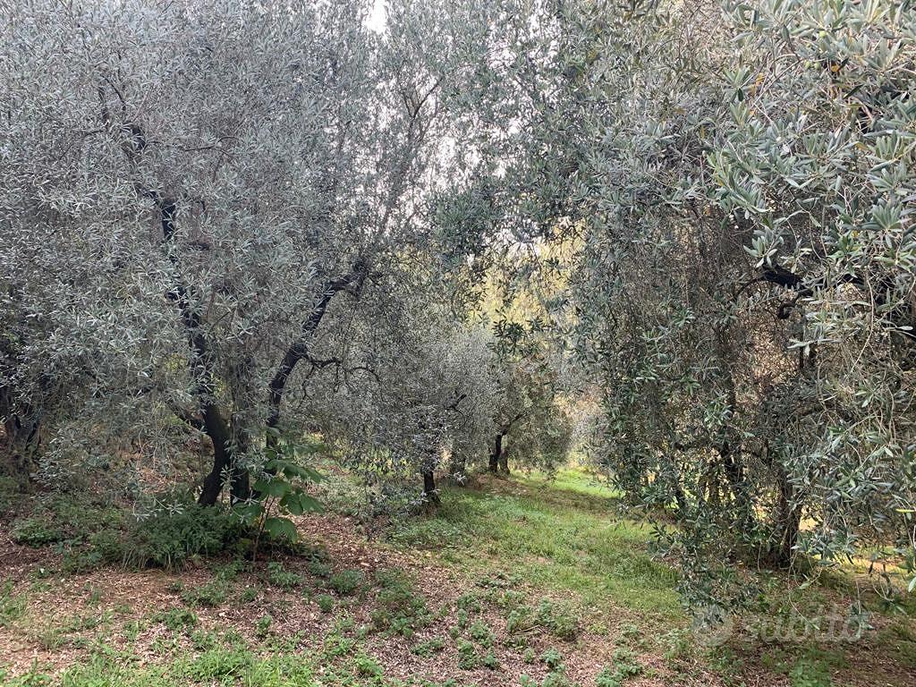 Terreno agricolo e casale - Altro