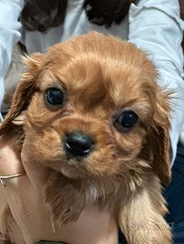 Cavalier king