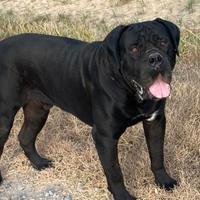 Cuccioli di cane corso